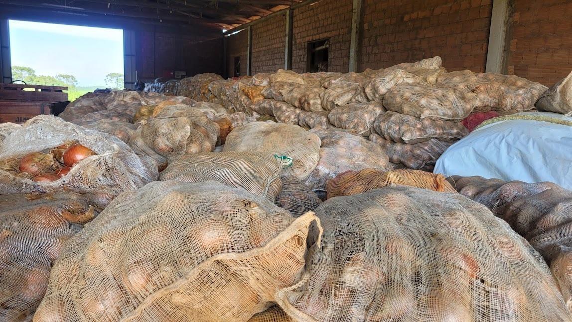 Redução na produção de cebola pode favorecer preços pagos aos agricultores de Ituporanga