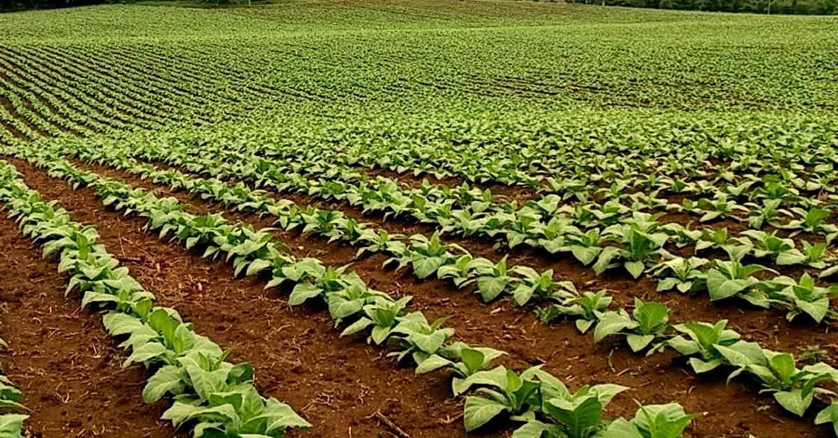 Renda por hectare do tabaco chega a ser 700% maior que a dos grãos