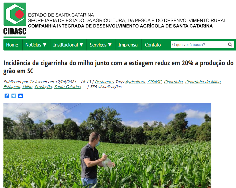 Reportagem especial produzida pela Sintonia FM sobre a cigarrinha do milho é destaque no Estado