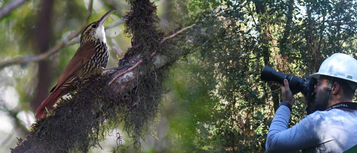 Represa Perimbó passa por recuperação ambiental e recebe mudas de árvores nativas e monitoramento