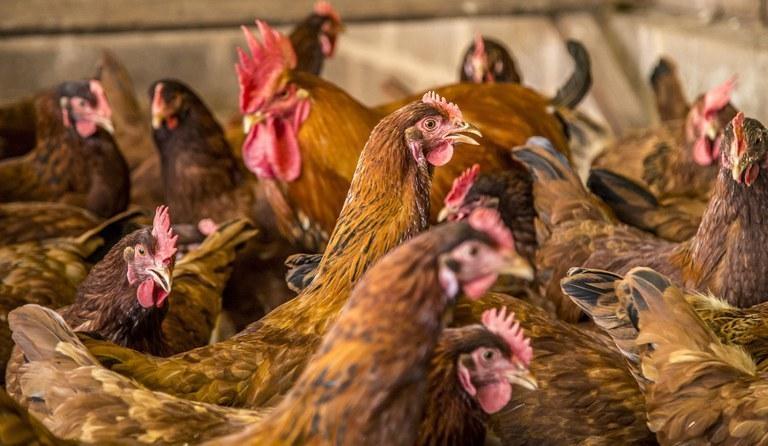Reunião entre autoridades debate enfrentamento à gripe aviária em SC
