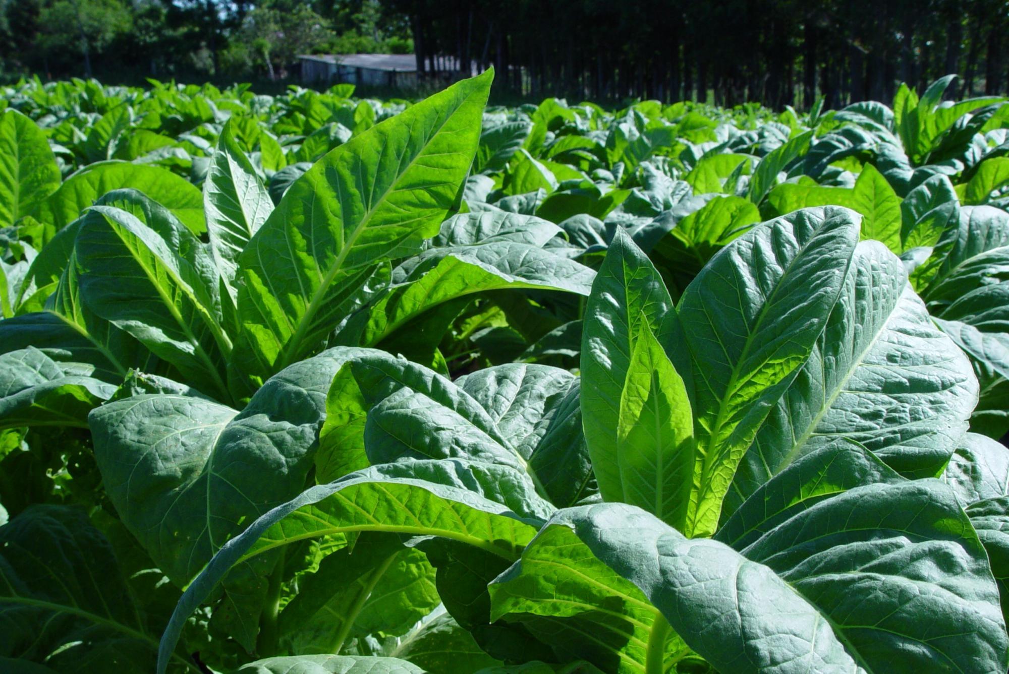Reuniões com empresas fumageiras vão apurar o custo de produção, dispensa de multa e soluções para a compra do tabaco