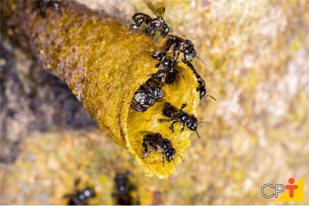 Rio do Sul terá 2ª exposição e feira de produtos de abelhas sem ferrão