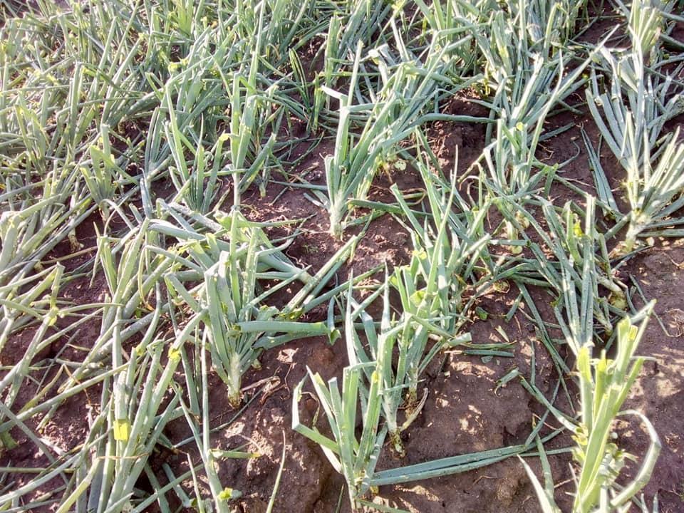 Roças de cebola e tabaco foram atingidas pelo granizo em Aurora
