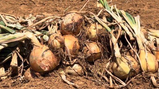 Safra da cebola termina em Ituporanga com baixa rentabilidade ao produtor