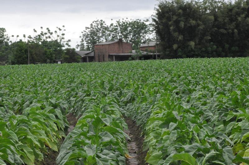 Safra de fumo 2019/2020 teve redução de aproximadamente 30 mil toneladas de tabaco comercializado