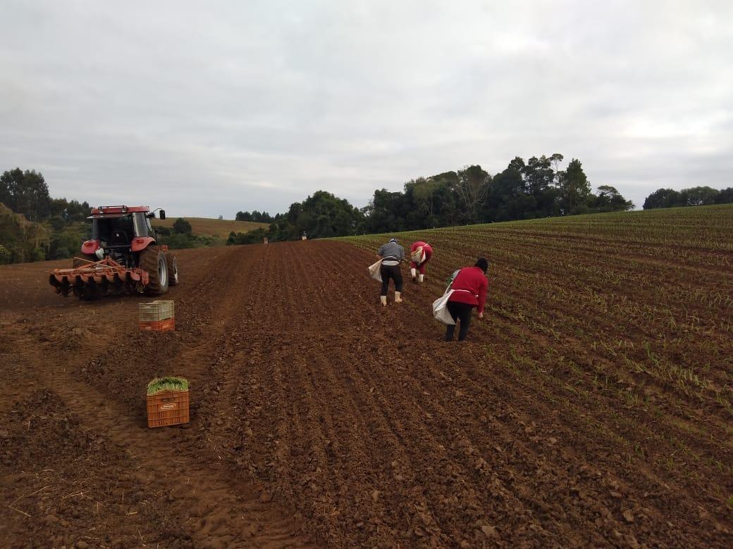 Safra de inverno 2023/2024: Epagri prevê aumento na área plantada com cebola