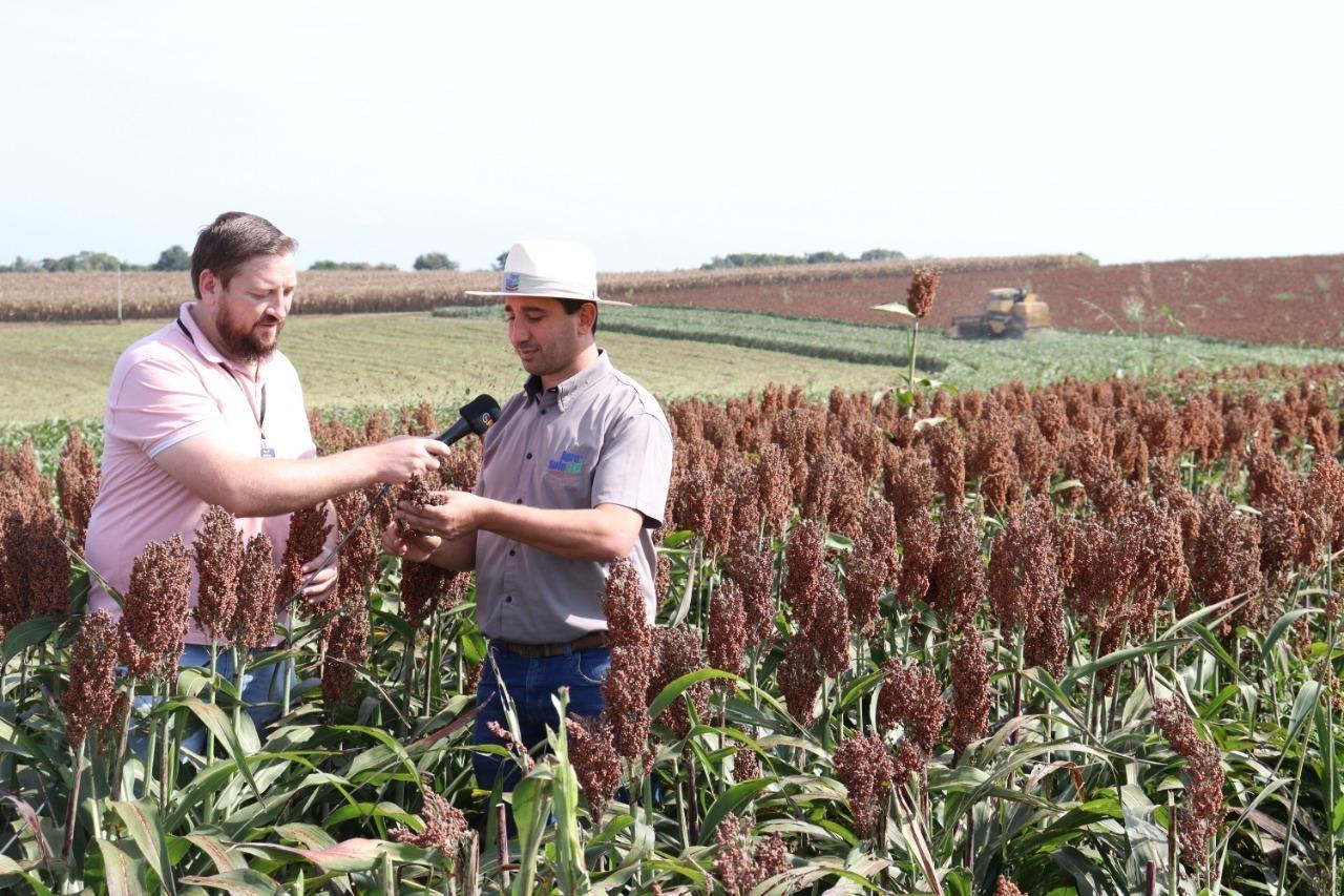 Safra de sorgo gera novas possibilidades de renda para agricultores na Região da Cebola