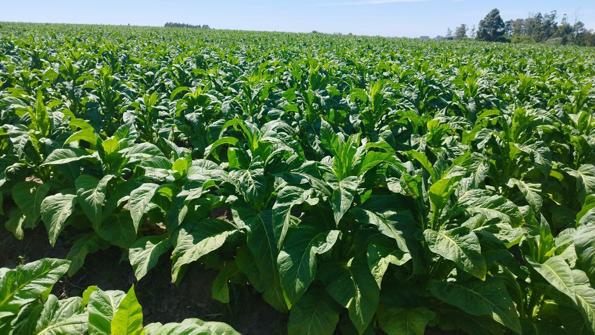 Safra de tabaco 2025/2026 em Santa Catarina deve ser menor que a anterior