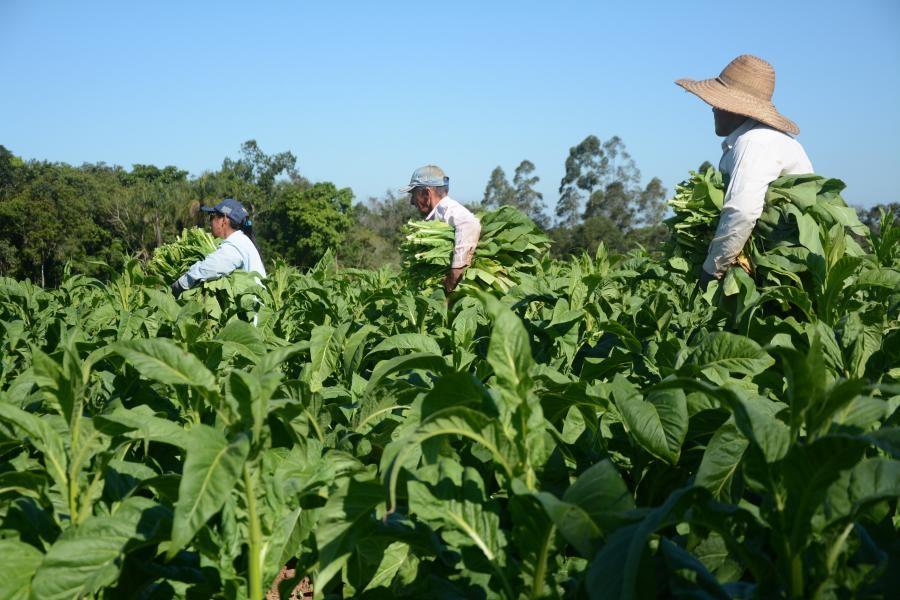 Safra de tabaco fecha em queda e preço pago preocupa fumicultores