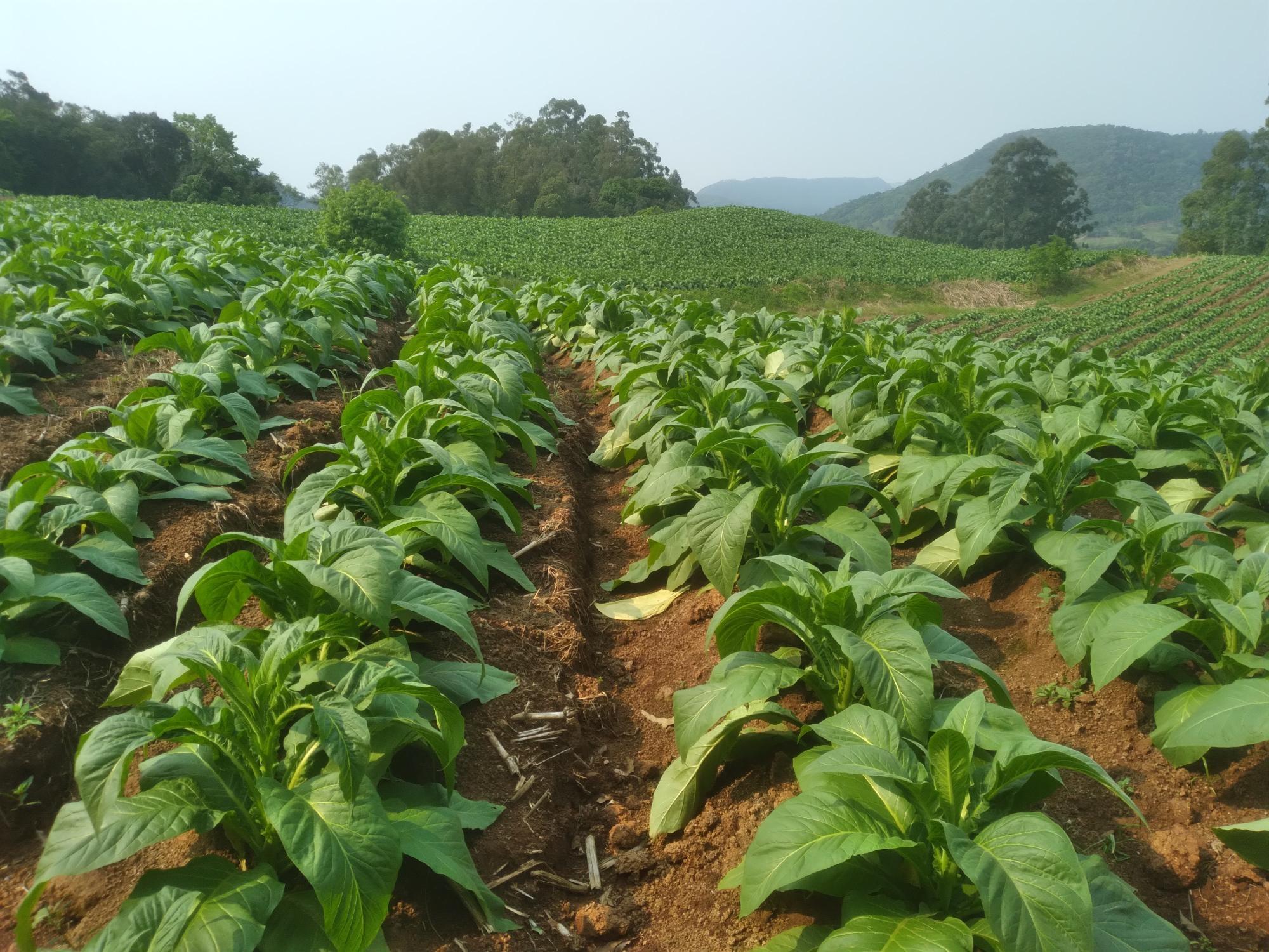 Safra de tabaco no Sul do Brasil terá aumento de 9% na área plantada e alta estimada de 37% na produção