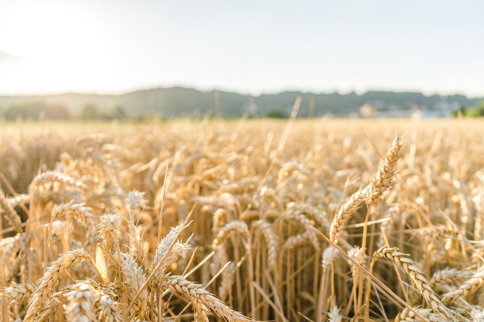 Safra de trigo em SC cresce 40,8% mesmo com redução da área plantada