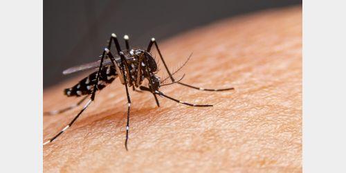 Santa Catarina acende alerta com alta nas notificações de dengue