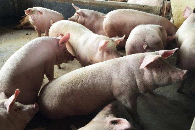 Santa Catarina amplia em 116% as exportações de carne suína para a China 