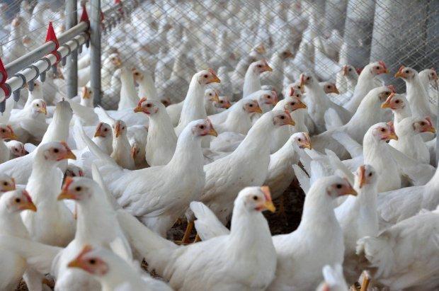 Santa Catarina amplia em 12% as exportações de carnes em 2019