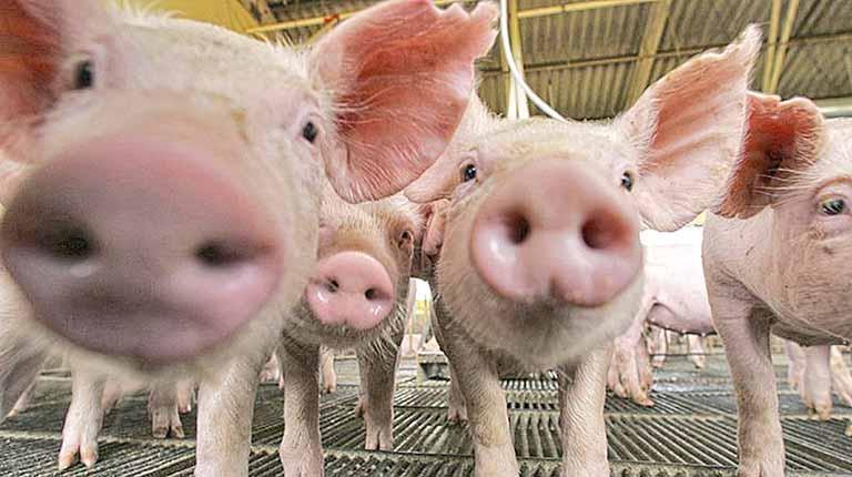 Santa Catarina bateu recorde na produção agropecuária em 2023