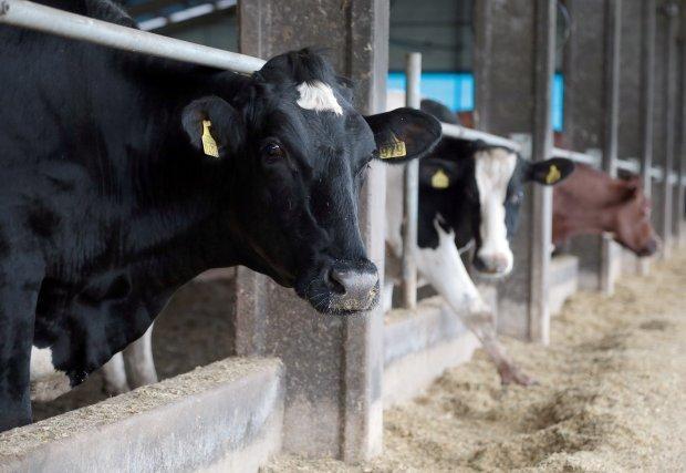 Santa Catarina completa 15 anos como única área livre de febre aftosa sem vacinação do Brasil