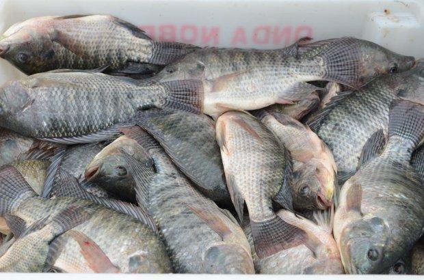 Santa Catarina é o terceiro maior produtor de tilápias do Brasil 