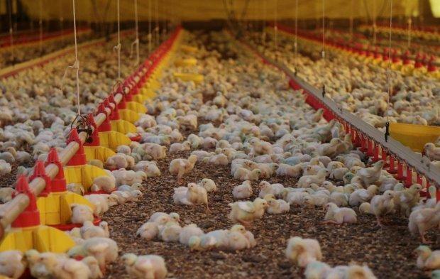 Santa Catarina encerra o primeiro semestre com alta de 56% nas exportações de carnes 