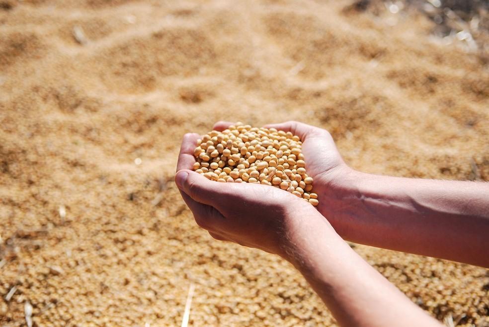 Santa Catarina inicia período de vazio sanitário da soja
