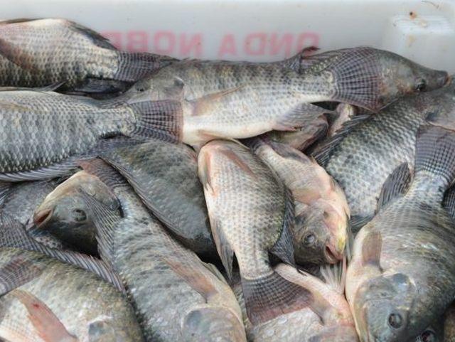 Santa Catarina investe na melhoria genética da produção de tilápias