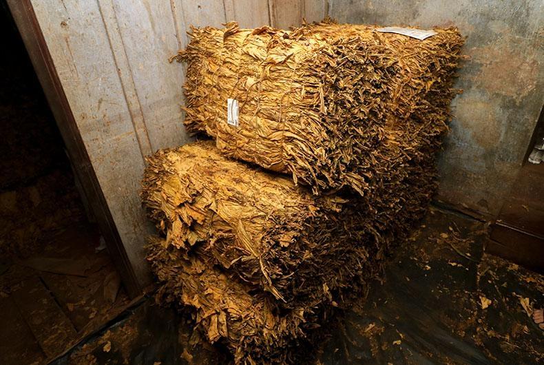 Santa Catarina lidera comercialização de tabaco na safra 2024/2025