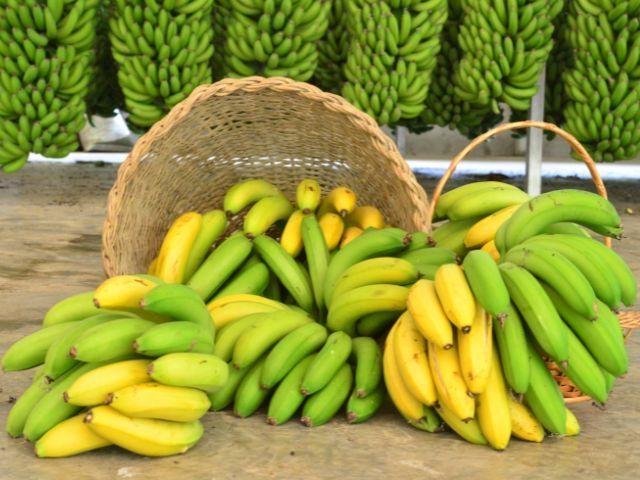 Santa Catarina lidera exportações e projeta safra recorde de banana em 2025