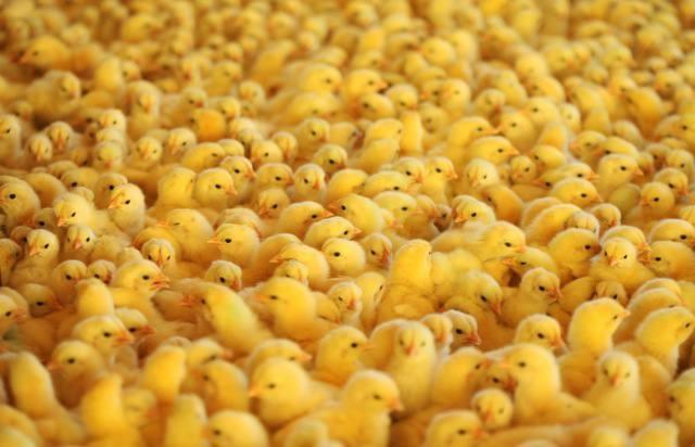 Santa Catarina reforça as medidas de prevenção contra a Influenza Aviária