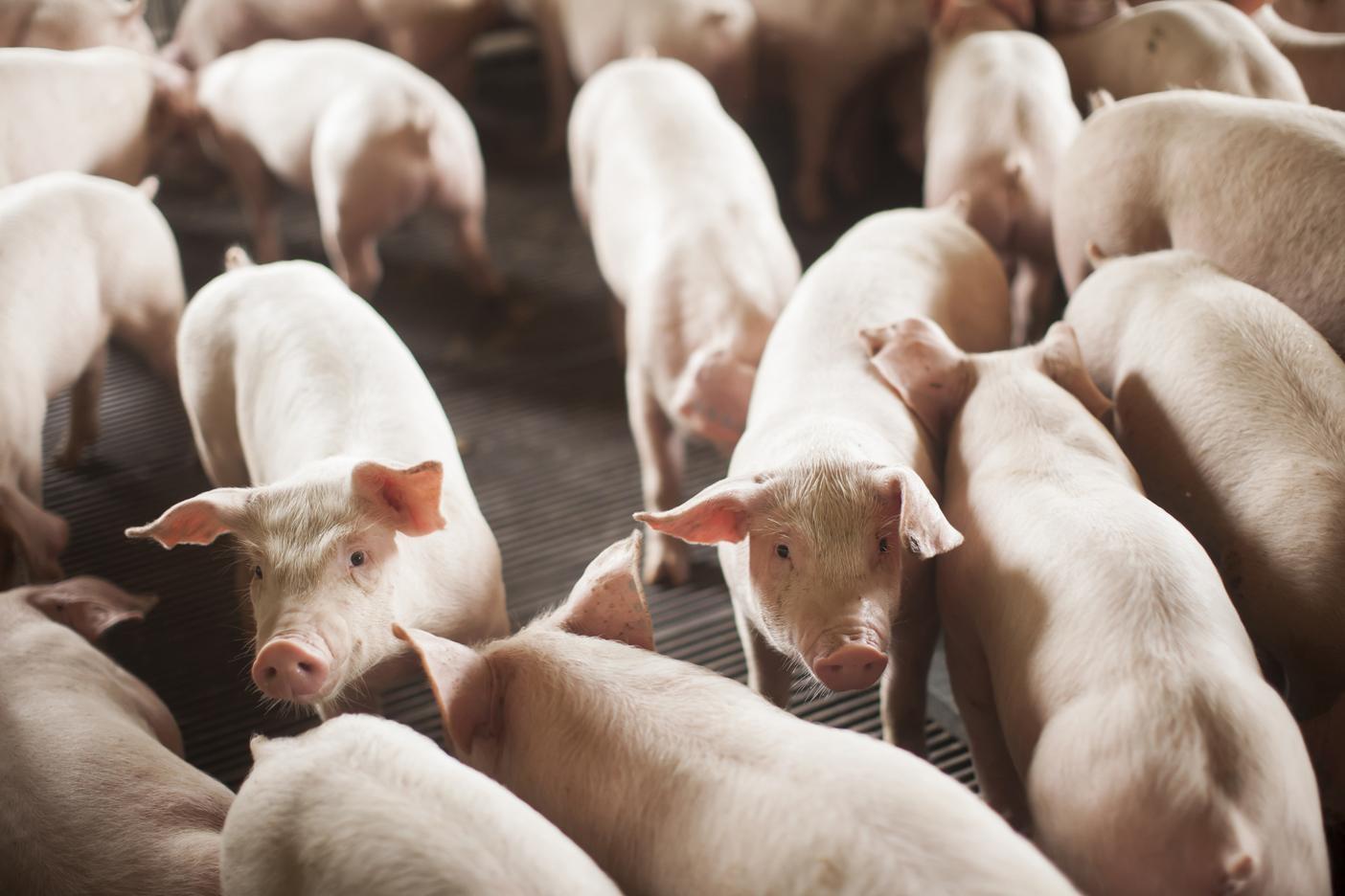 Santa Catarina registra segundo melhor mês em exportação de carne suína