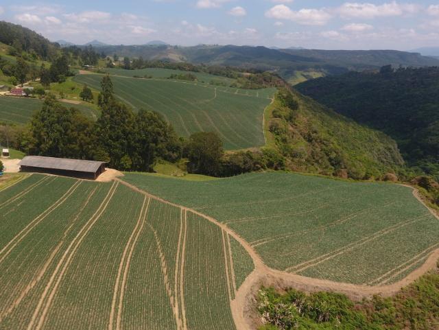 Santa Catarina tem boa safra de cebola, apesar das adversidades climáticas 