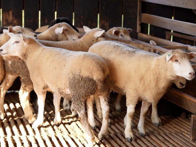 Santa Terezinha sedia 1º Encontro de Ovinocultores do Alto Vale nos dias 11 e 12 de julho