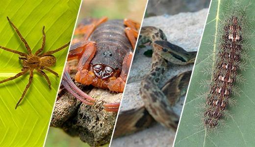 Saúde orienta como evitar acidentes com animais peçonhentos 