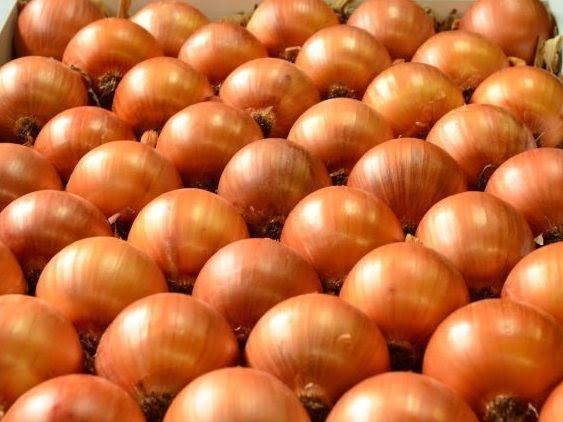 Produção de cebola em Santa Catarina é destaque na safra de inverno, aponta Epagri