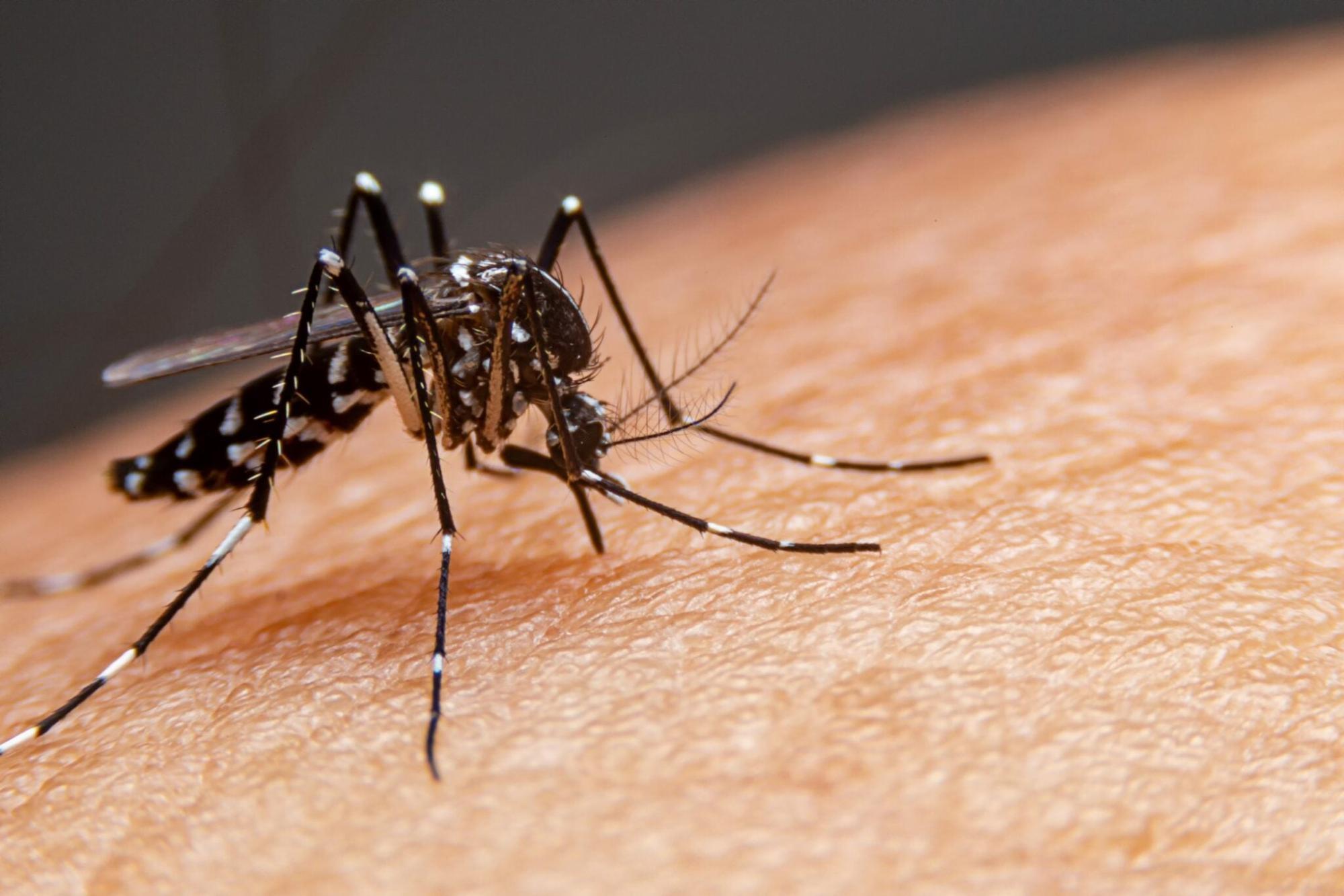 SC entra em período crítico da dengue com 187 cidades infestadas