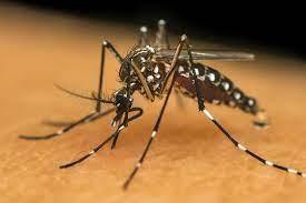SC tem 59 municípios em epidemia e registra 41 mortes por dengue