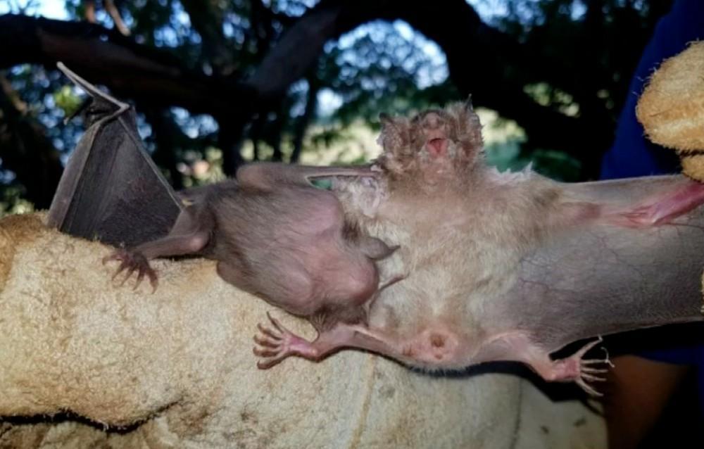 SC tem focos de raiva bovina e Cidasc exige de produtores rurais vacinação de animais