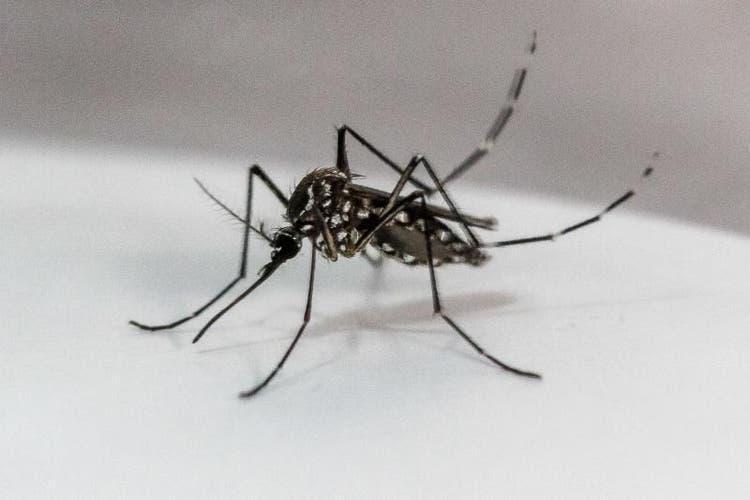 SC tem mais de 100 cidades infestadas e 9,5 focos de Aedes aegypti; Veja quais são!