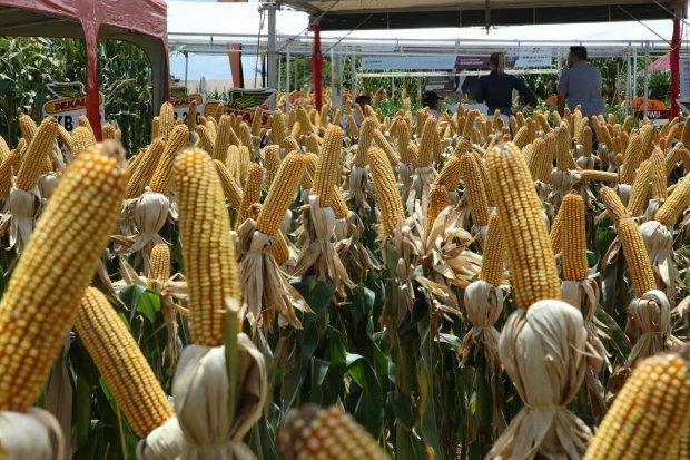 Secretaria da Agricultura investirá R$ 47 milhões no Programa Terra Boa