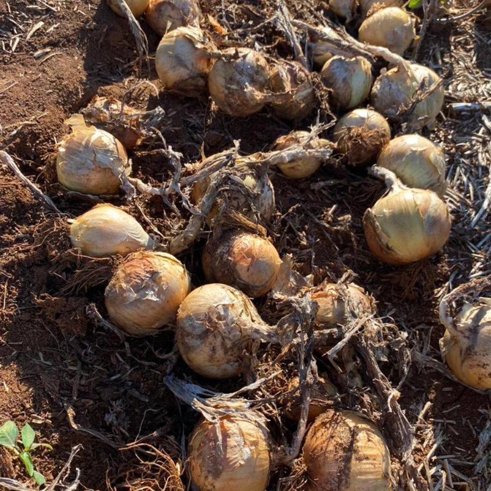 Secretaria da Agricultura de Ituporanga realiza levantamento dos prejuízos causados pelas chuvas