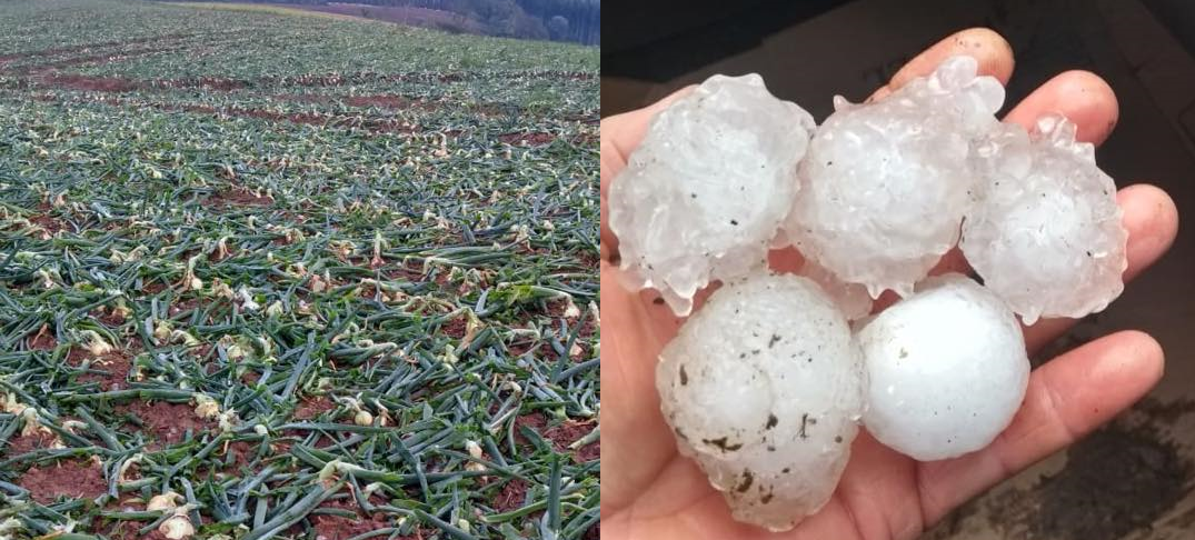 Secretaria de Agricultura e Defesa Civil de Aurora fazem levantamento dos estragos causados pelo granizo