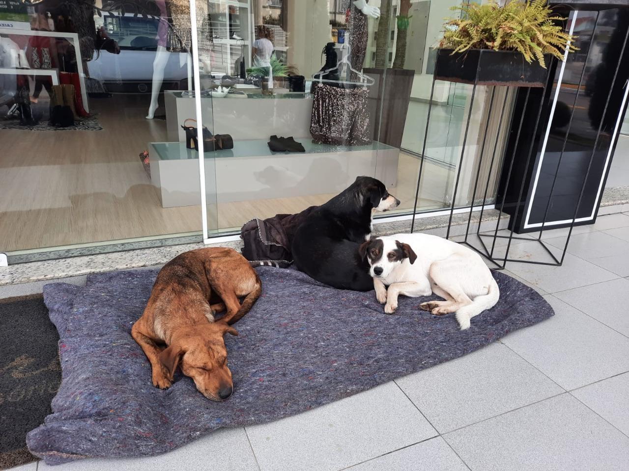 Secretaria de Agricultura e Meio Ambiente de Ituporanga realiza as primeiras ações do Programa Bem-Estar Animal