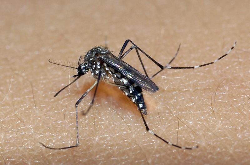 Secretária de Saúde reforça necessidade de prevenção contra a dengue em Ituporanga