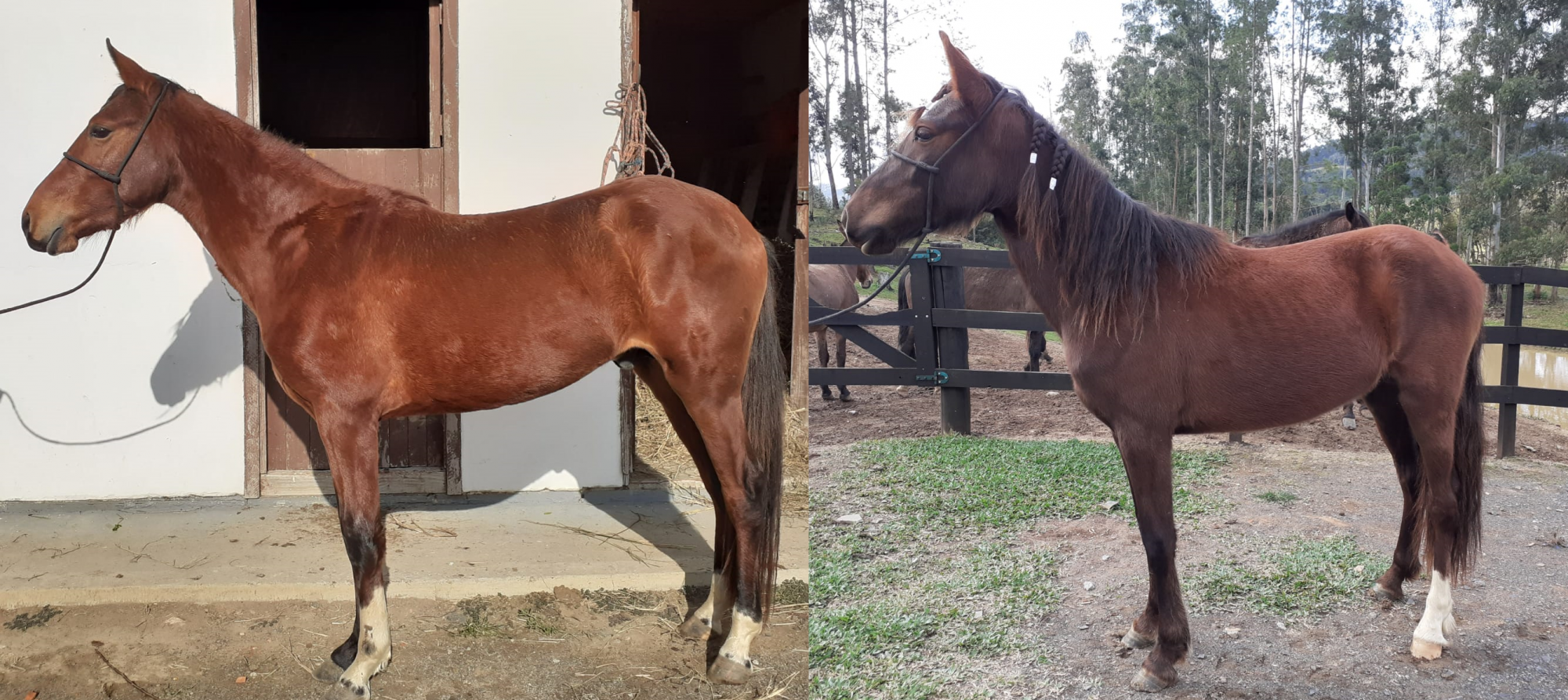 Sem tradicional cavalgada, ação entre amigos vai sortear potros e dinheiro doados a Apae de Ituporanga