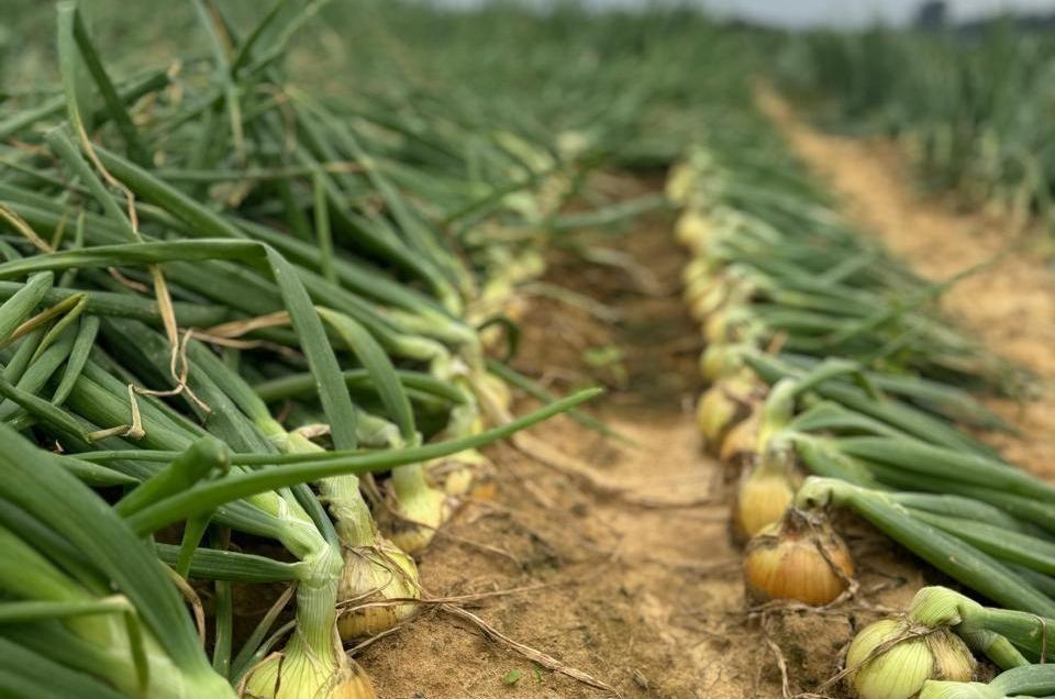 Sem verba para custeio, produtores de cebola podem ter de atrasar o plantio