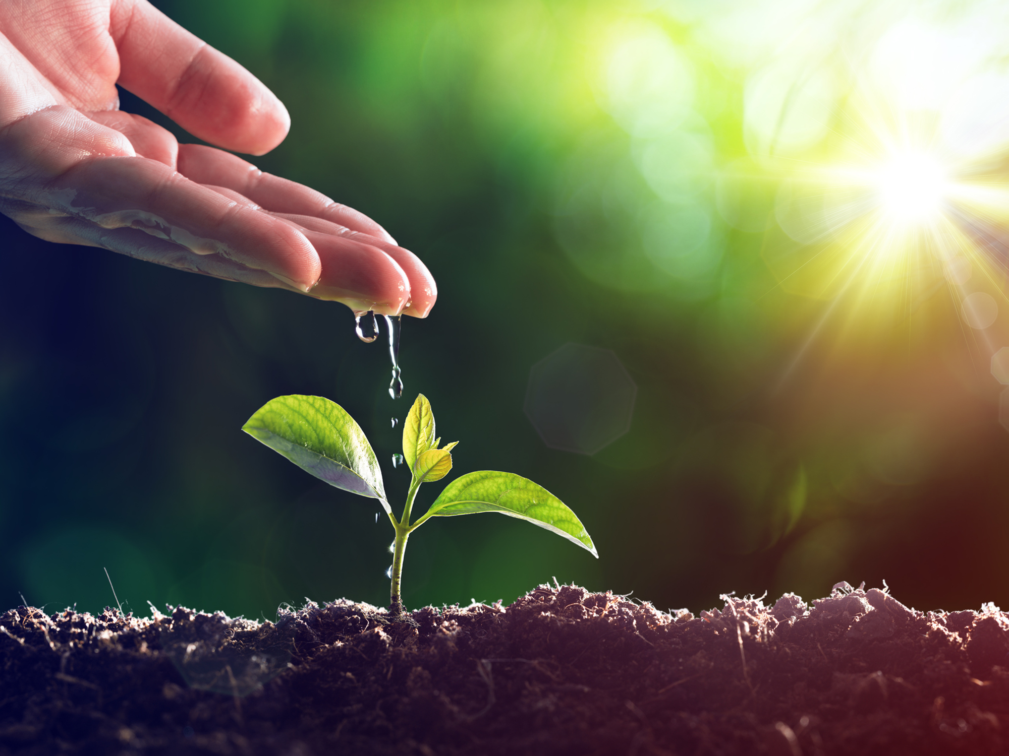 Semana do Meio Ambiente será lembrada com programação especial em Ituporanga