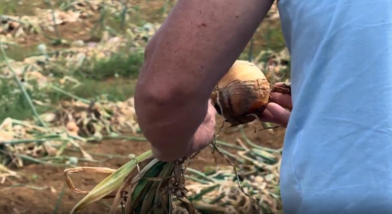 Seminários vão orientar produtores de cebola sobre custos e riscos do El Niño