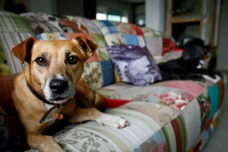 Senado aprova projeto de lei que classifica animal como sujeito de direito, e não como coisa 