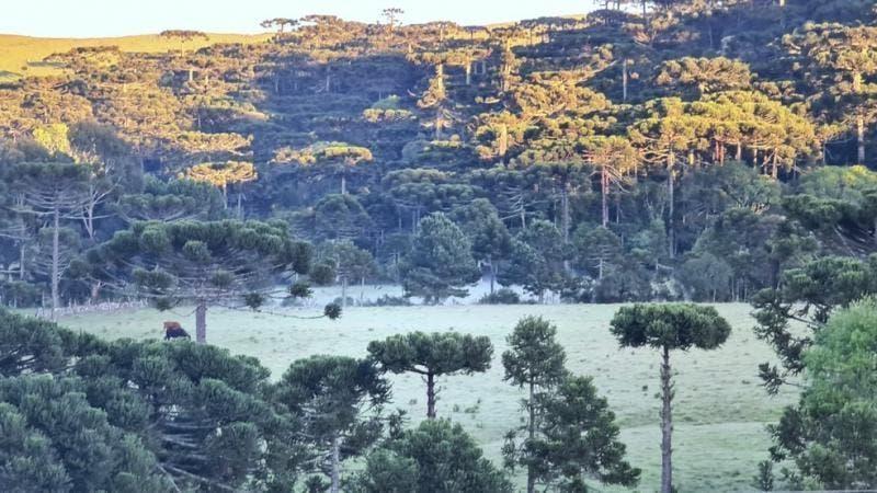 Serra de SC registra geada no amanhecer do feriado de Finados 