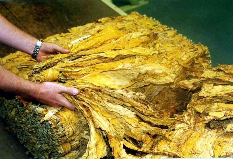 Setor do tabaco alerta para perda de até US$ 100 milhões com tarifa dos EUA