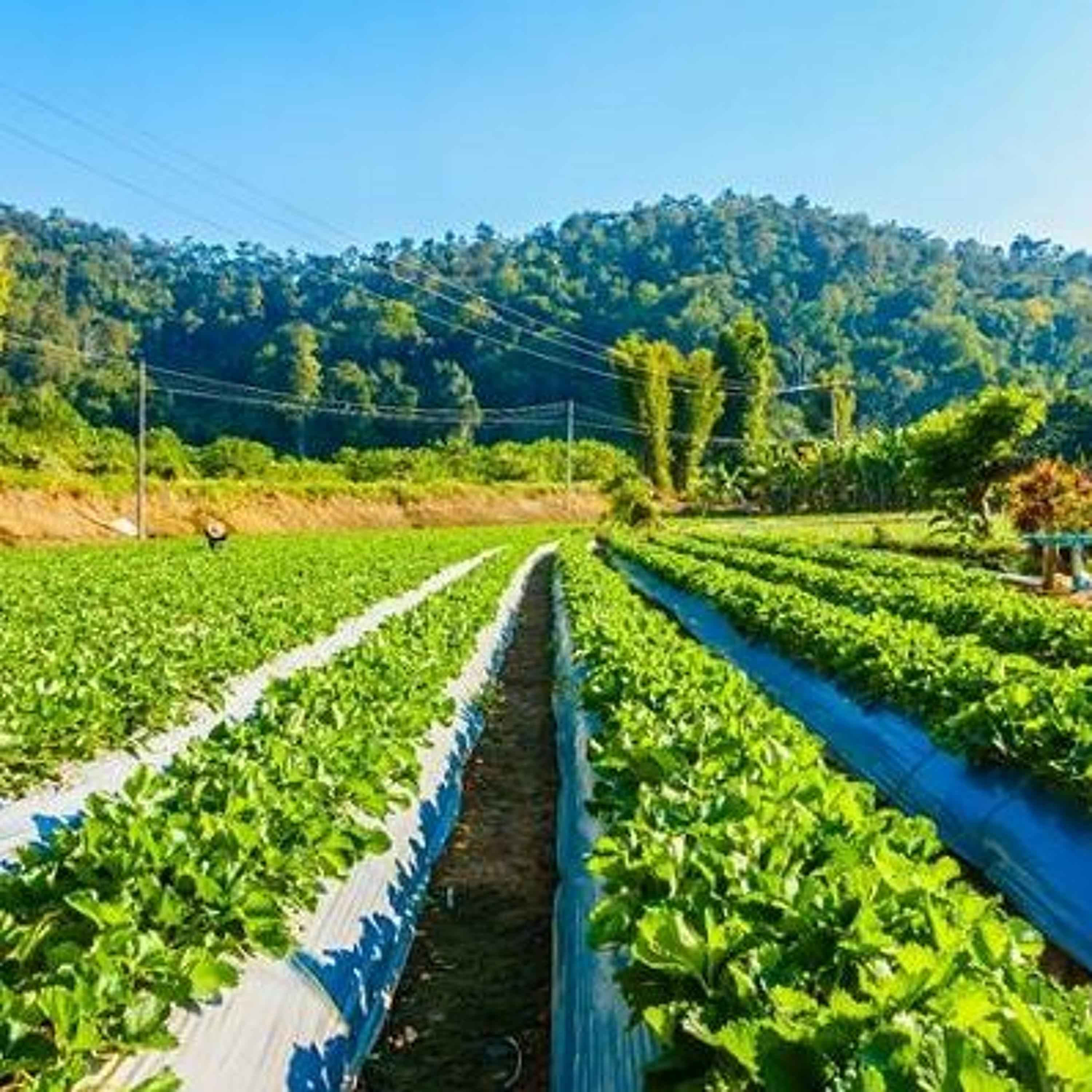 Síntese Anual da Agricultura de Santa Catarina - Epagri/Cepa